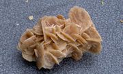 therese03_fichiers/rosedesables2.jpg